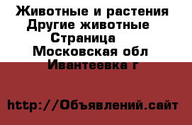 Животные и растения Другие животные - Страница 2 . Московская обл.,Ивантеевка г.